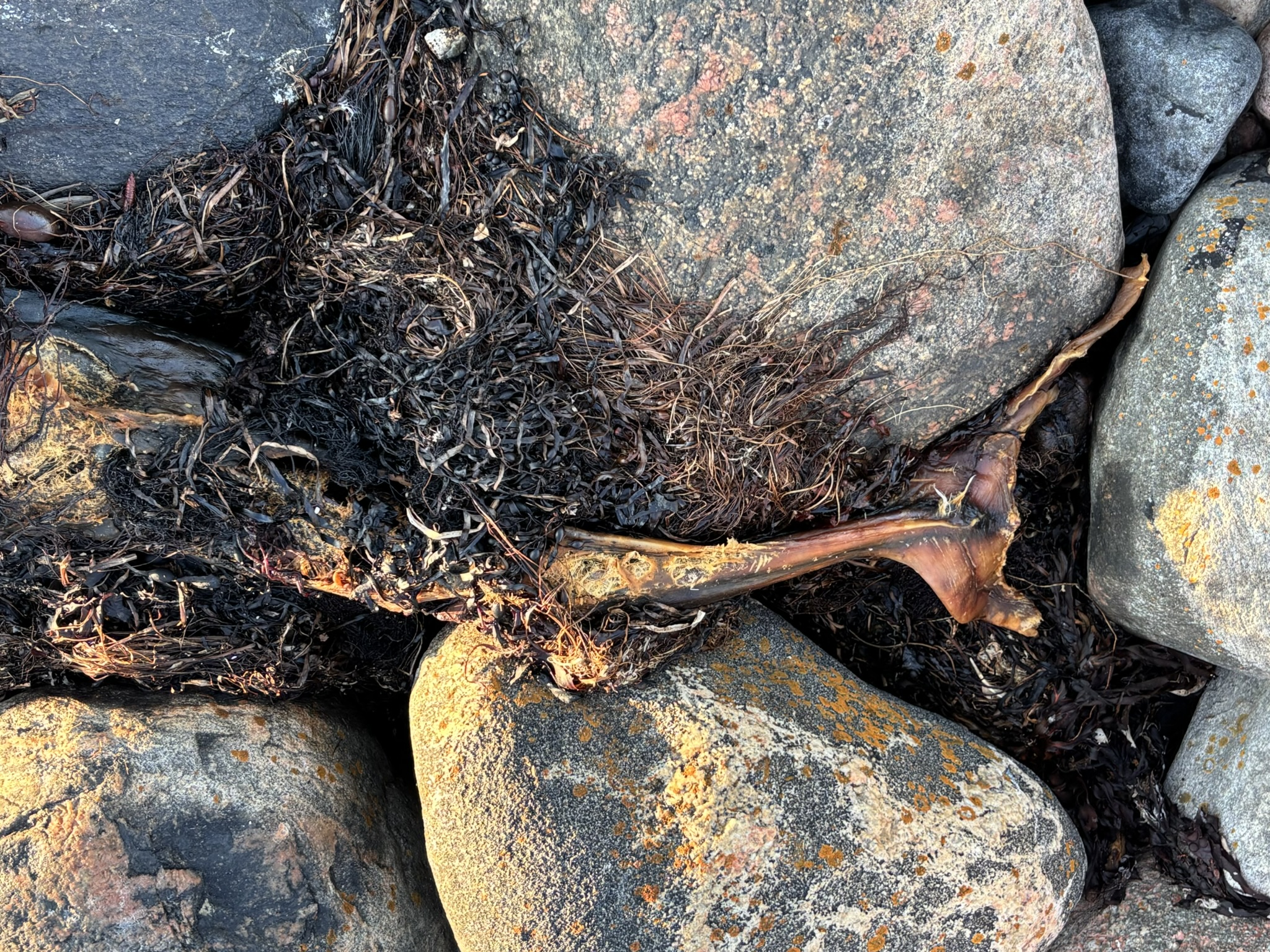 Phocoena phocoena