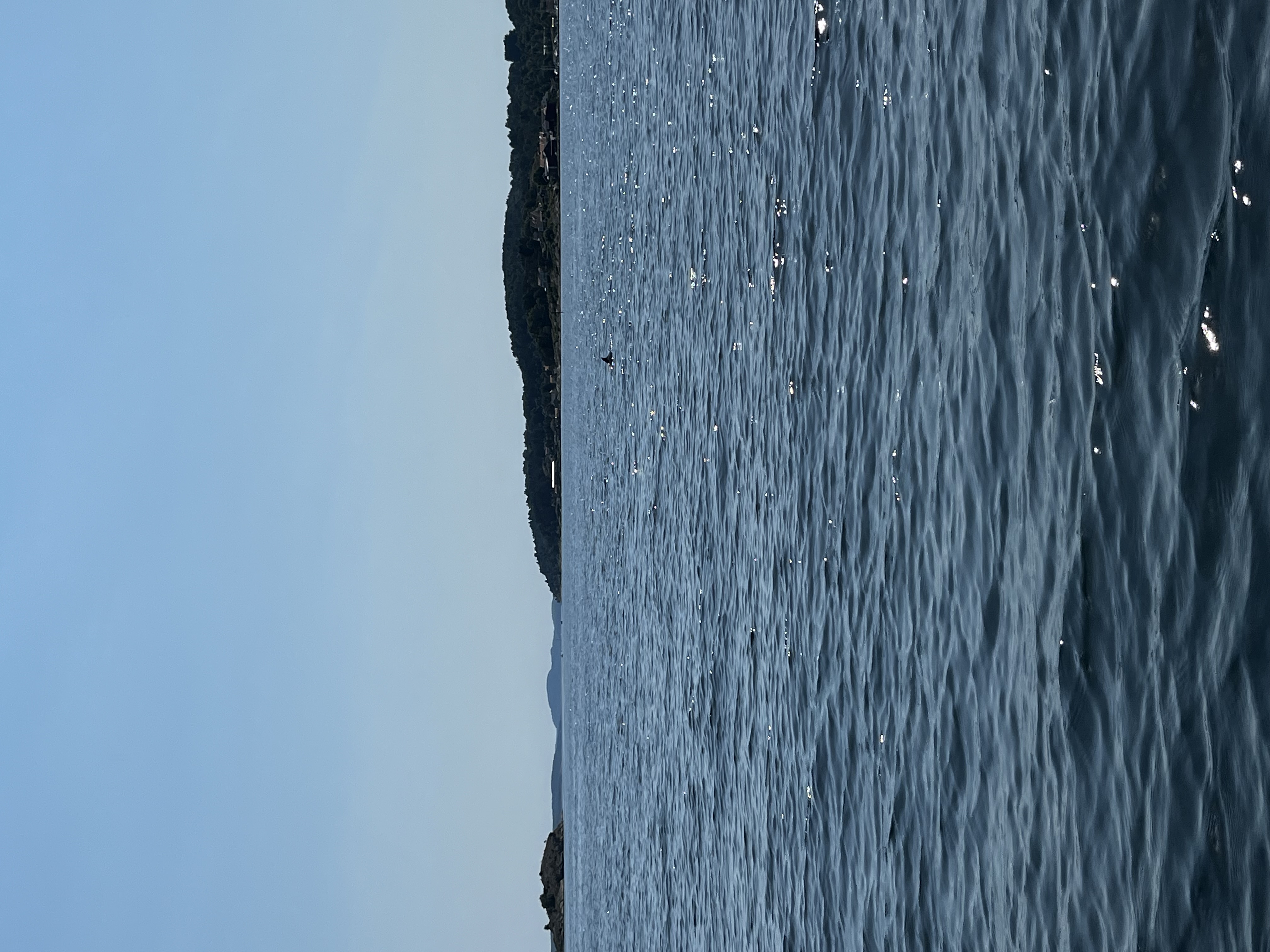 Phocoena phocoena